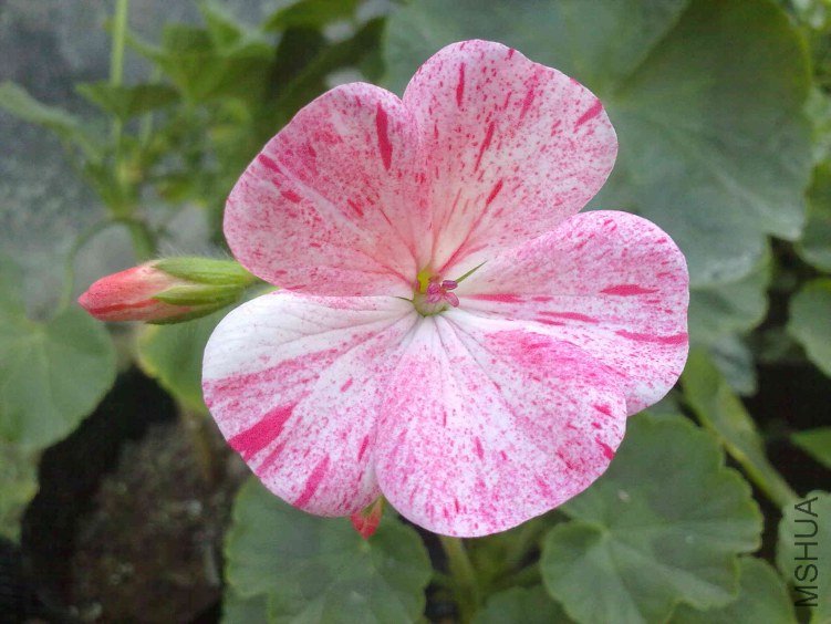 20130109353.jpg