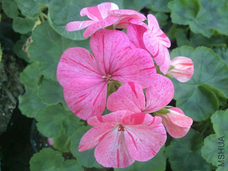 20130117446.jpg