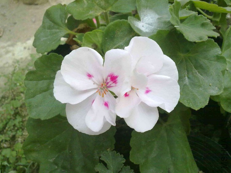 20130117442.jpg