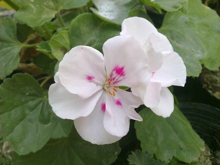 20130117443.jpg