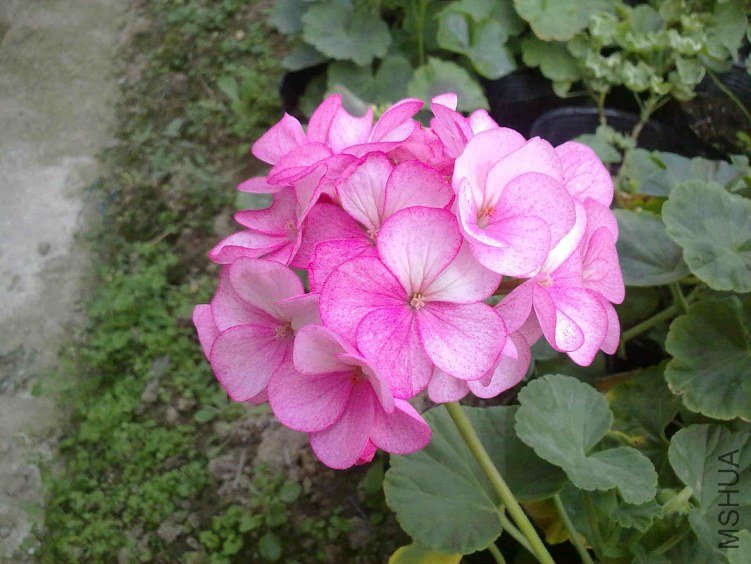 20130117447.jpg