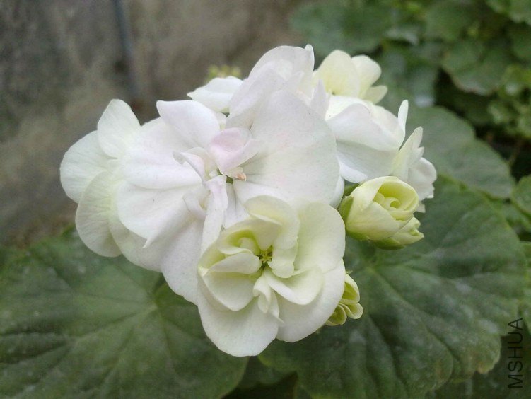20130124498.jpg