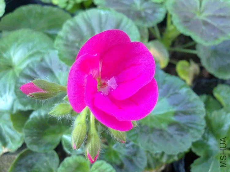 �໨ ����ɫ.jpg