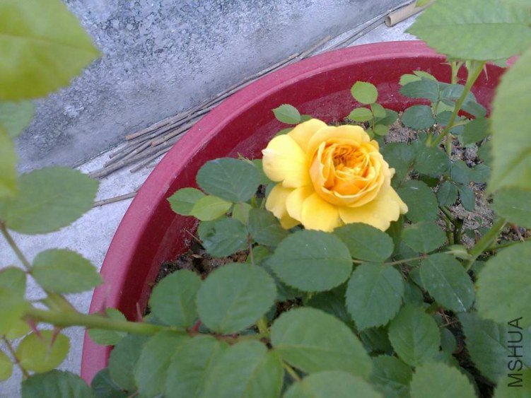��Ƭ0965.jpg