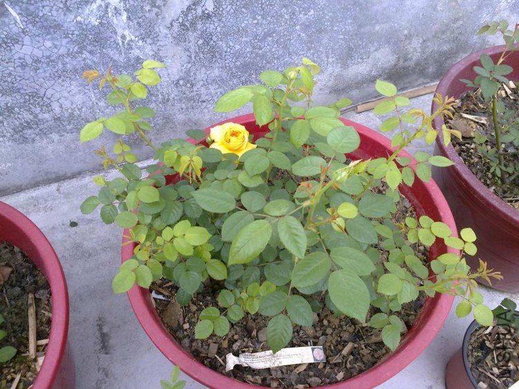 ��Ƭ0966.jpg