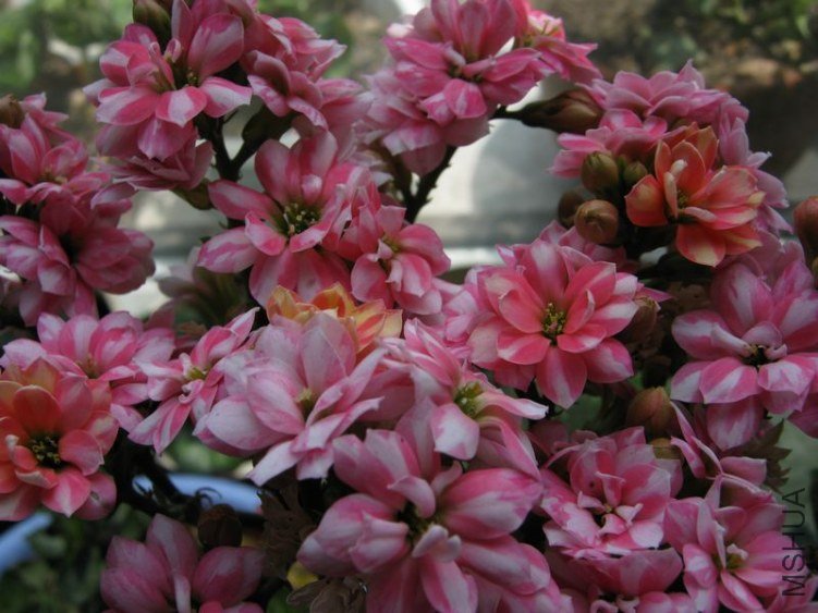 2012.6��ĩ