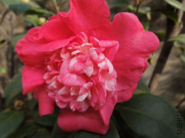 DSCN1685.JPG