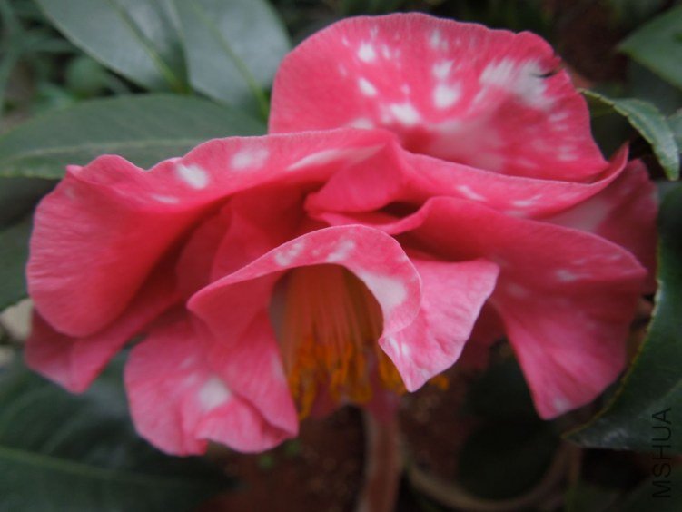 DSCN2850.JPG