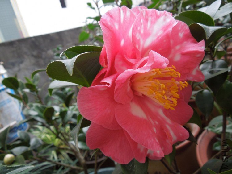 DSCN2852.JPG
