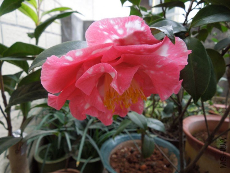 DSCN2853.JPG