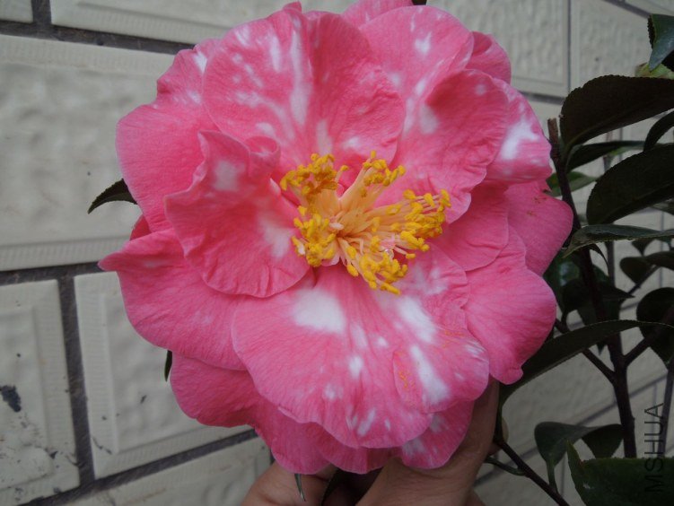 DSCN2864.JPG