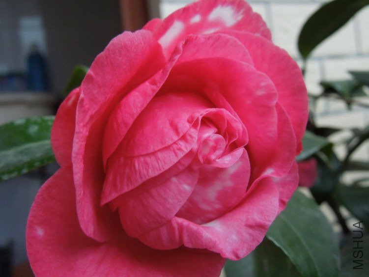 DSCN2885.JPG