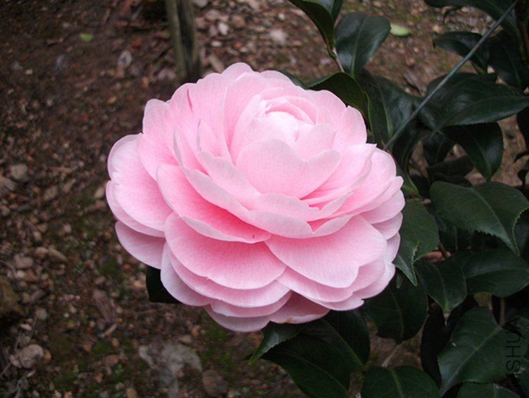 DSCF5587_����_����.jpg