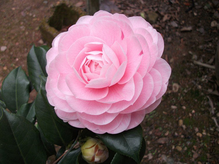 DSCF5588_����_����.jpg