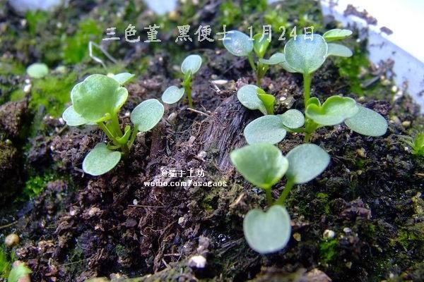 2013-0124(047)��ɫ�� �ڱ�ʿ.jpg