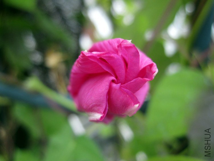 IMG_6336.jpg