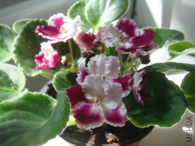 DSC07756 (800x600).jpg