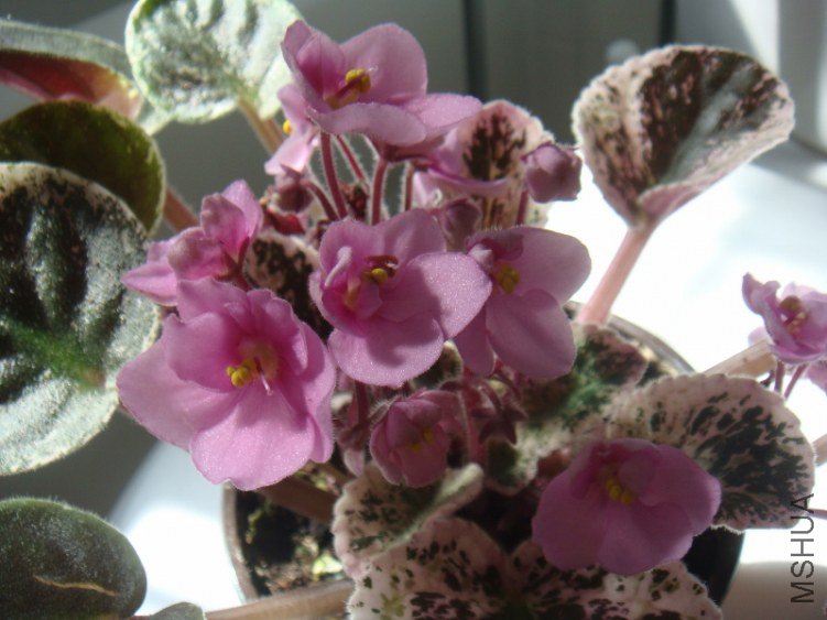 DSC07758 (800x600).jpg