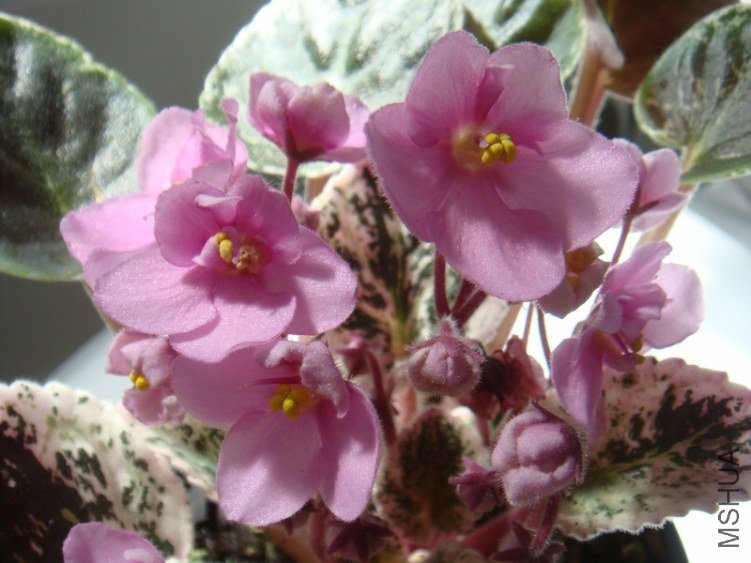 DSC07760 (800x600).jpg