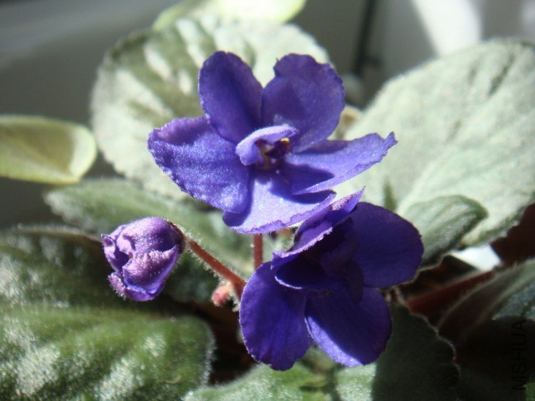 DSC07761 (800x600).jpg