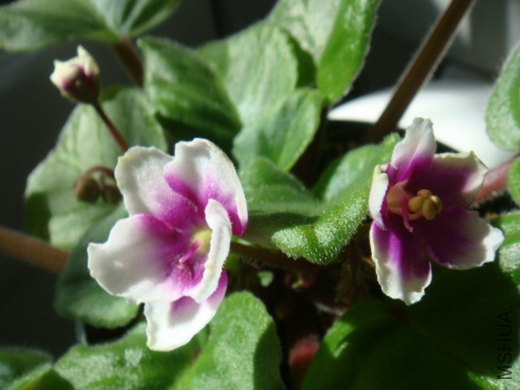 DSC07764 (800x600).jpg