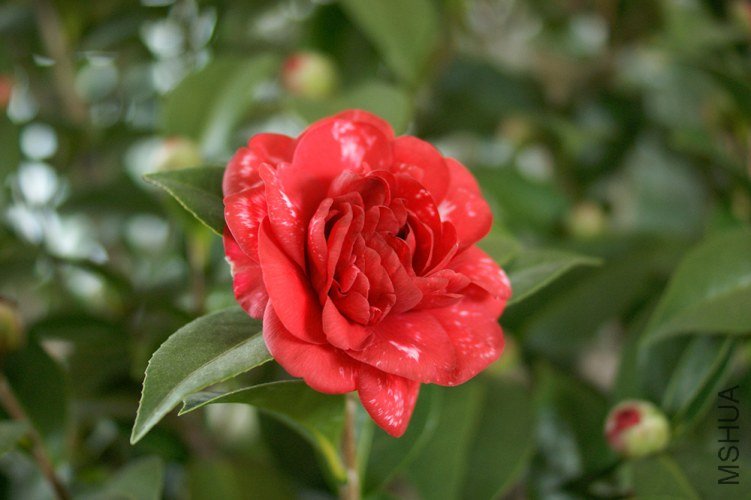 DSC084410.jpg