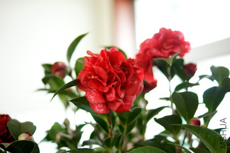 DSC084390.jpg