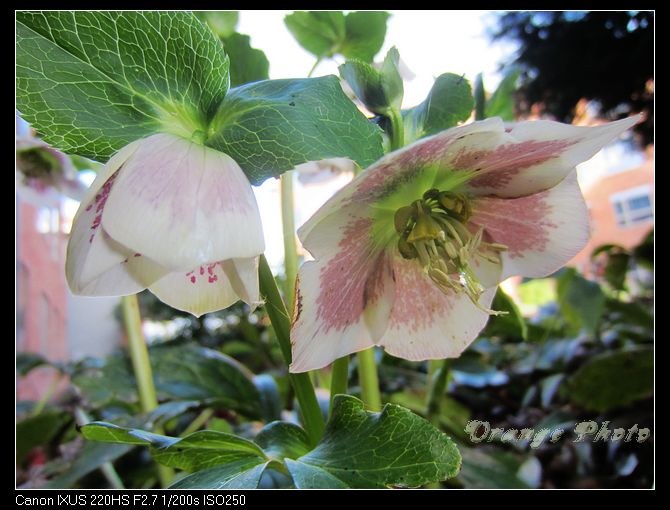 nEO_IMG_2012��2��Ӣ�� 008.jpg