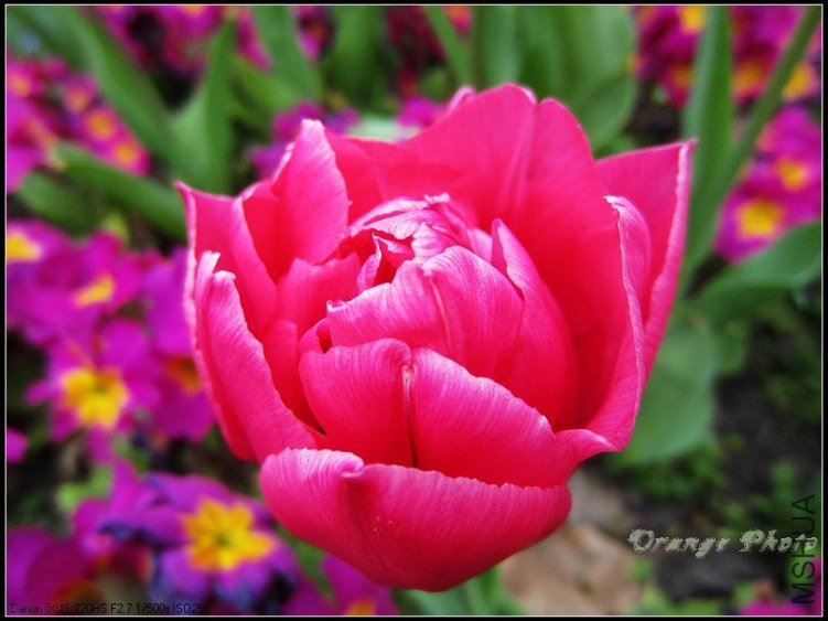 nEO_IMG_IMG_3585.jpg