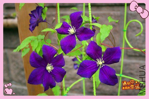 35��Ƭ 036_������2_����.jpg