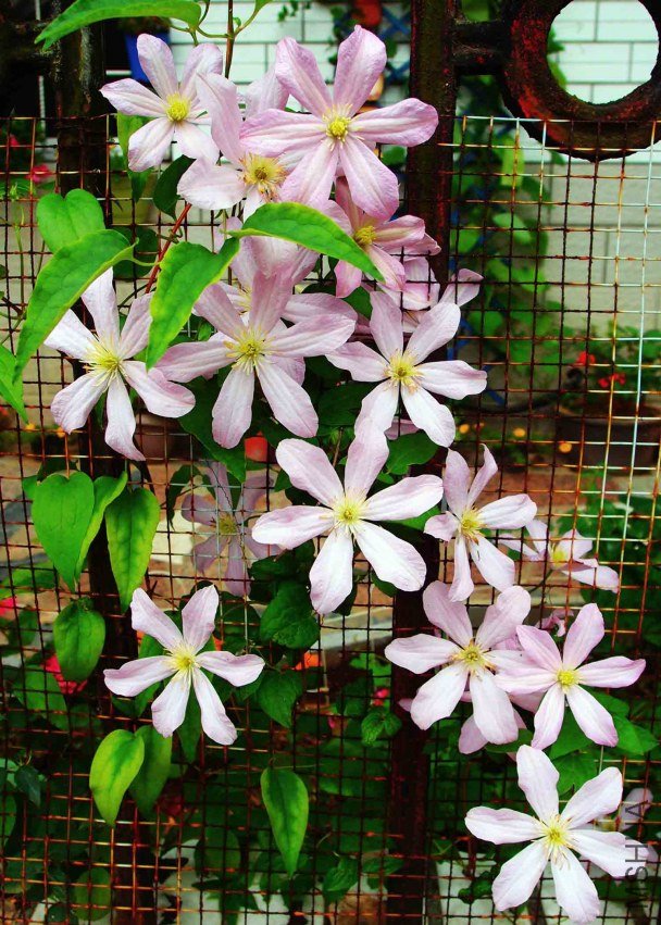 2012-6-26�������� 1a.jpg