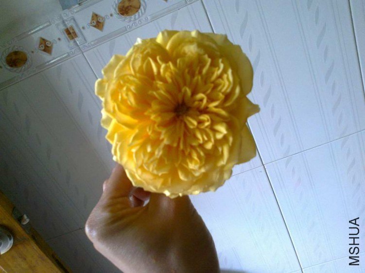 ��Ƭ0974.jpg