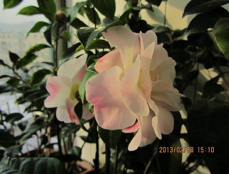 IMG_0068.JPG