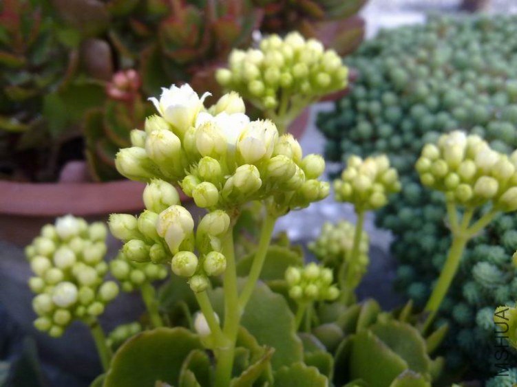 ������С 201302064590.jpg