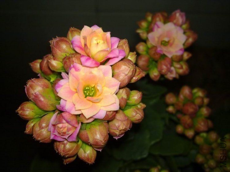 ������С 201302084667.jpg