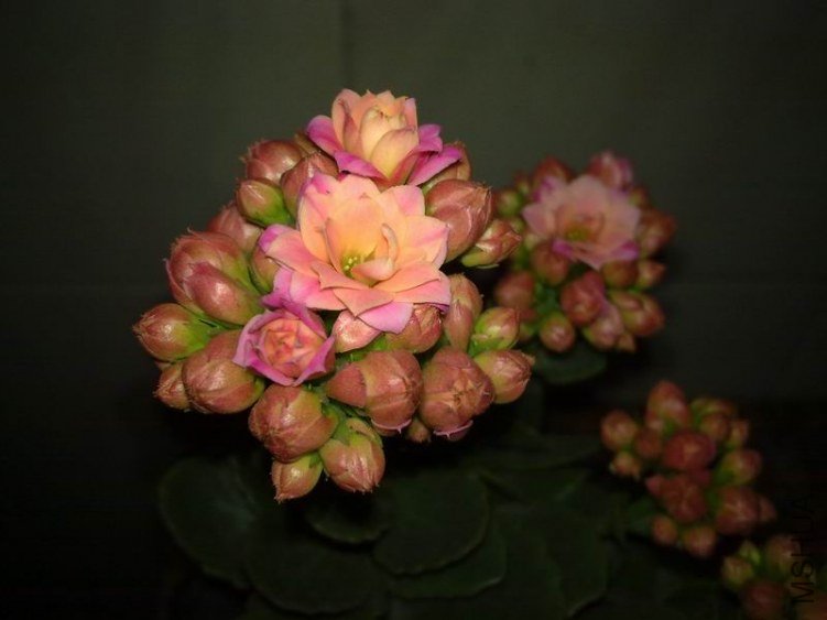 ������С 201302084666.jpg