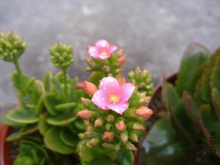 ������С 201302074623.jpg