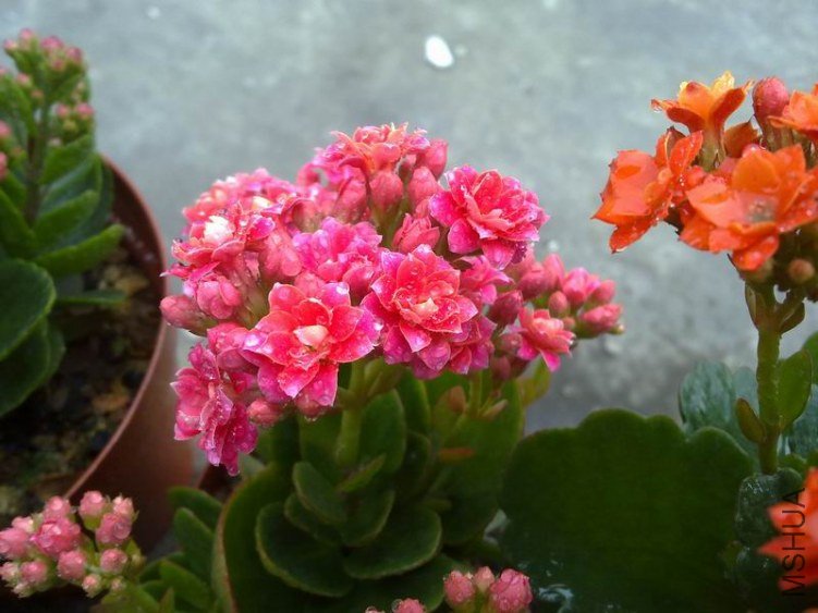 ������С 201302074626.jpg