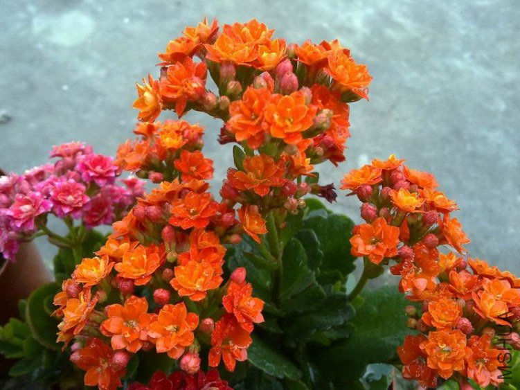 ������С 201302074627.jpg