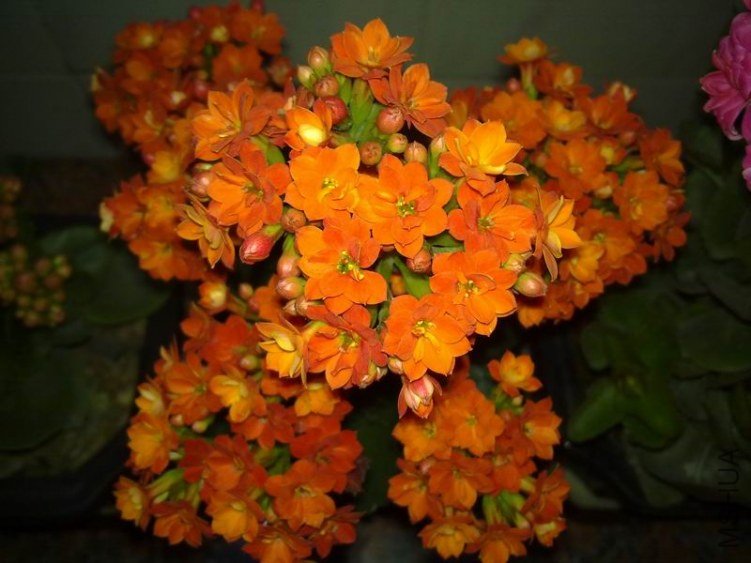 ������С 201302084672.jpg