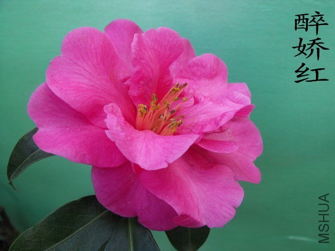 DSCF2301.jpg