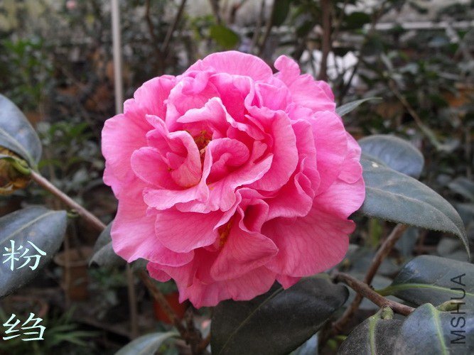 DSCF2307.jpg