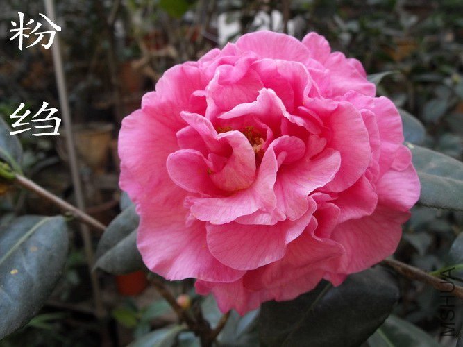 DSCF2308.jpg
