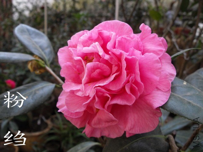 DSCF2309.jpg