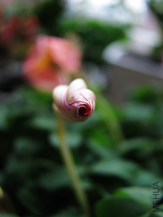 nEO_IMG_IMG_2907.jpg