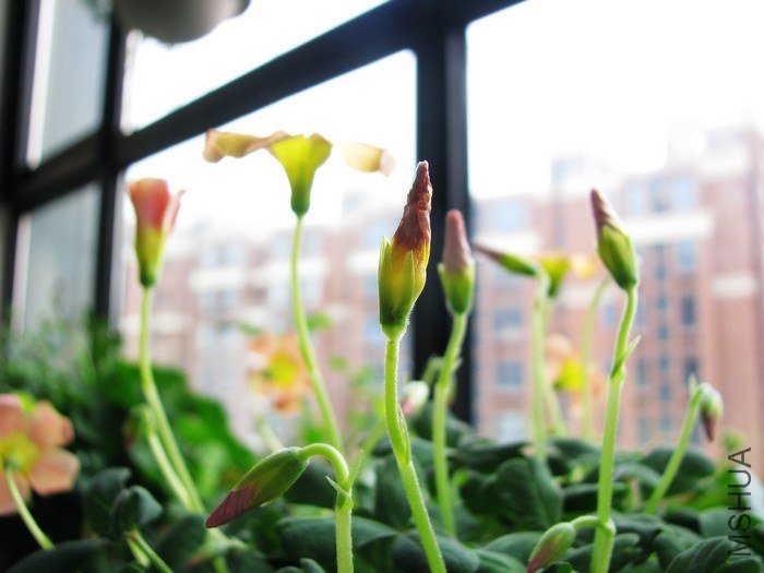 nEO_IMG_IMG_2990.jpg