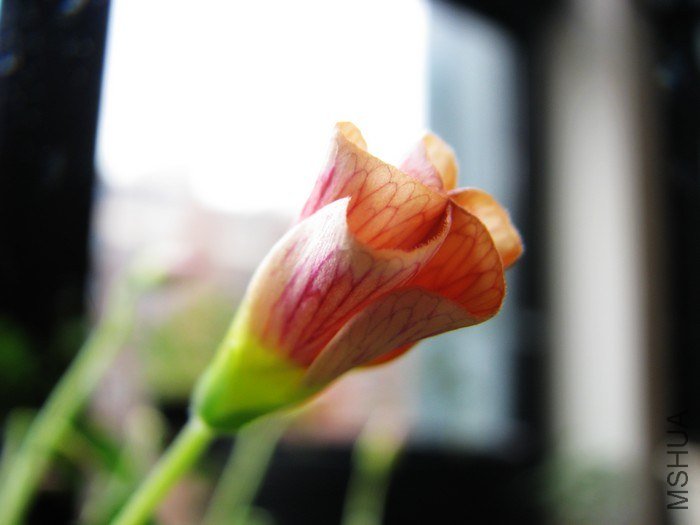 nEO_IMG_IMG_2911.jpg