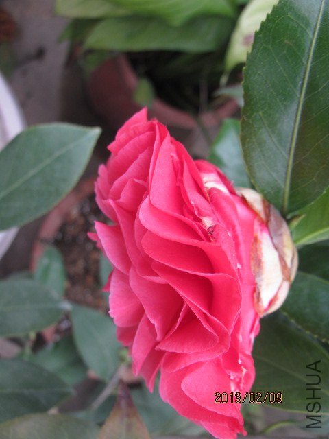 IMG_4827.jpg