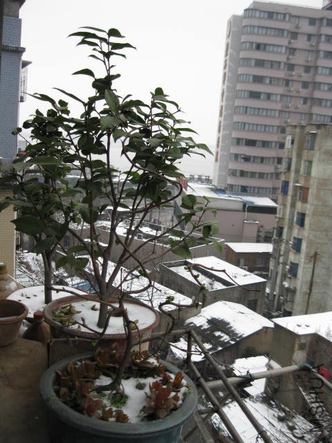 IMG_8093.JPG