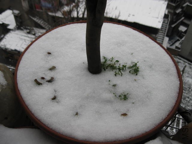 IMG_8094.JPG